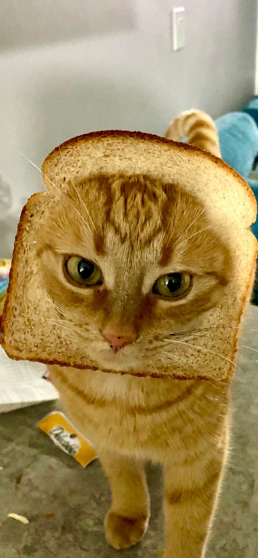A cat wearing a slice of bread